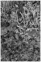 Ground vegetation, Garden Key. Dry Tortugas National Park ( black and white)