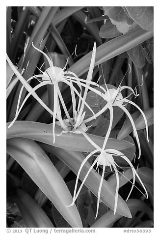 Close-up of flowers, Garden Key. Dry Tortugas National Park (black and white)