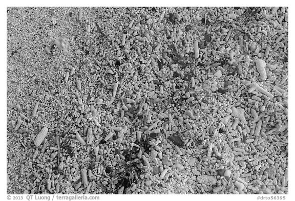 Close-up view of beach, Garden Key. Dry Tortugas National Park (black and white)