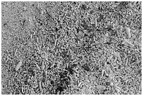 Close-up view of beach, Garden Key. Dry Tortugas National Park ( black and white)