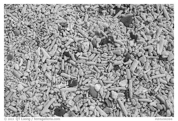 Coral and brick pieces on beach, Garden Key. Dry Tortugas National Park, Florida, USA.