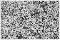 Coral and brick pieces on beach, Garden Key. Dry Tortugas National Park, Florida, USA. (black and white)