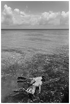 Man and boy snorkeling on reef. Dry Tortugas National Park, Florida, USA. (black and white)