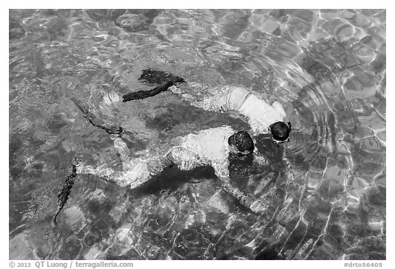 Man and boy seen snorkeling from above. Dry Tortugas National Park, Florida, USA.