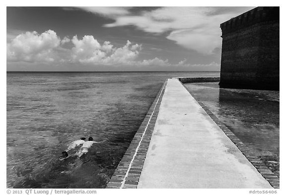 Snorkeling next to Fort Jefferson seawall. Dry Tortugas National Park (black and white)