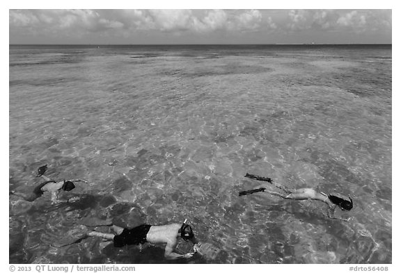 Snorkelers and reef, Garden Key. Dry Tortugas National Park, Florida, USA.