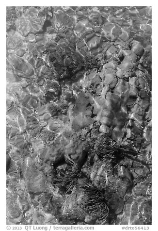 Coral underwater seen from above, Garden Key. Dry Tortugas National Park, Florida, USA.