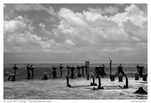 South coaling dock ruins and seabirds, Garden Key. Dry Tortugas National Park, Florida, USA.