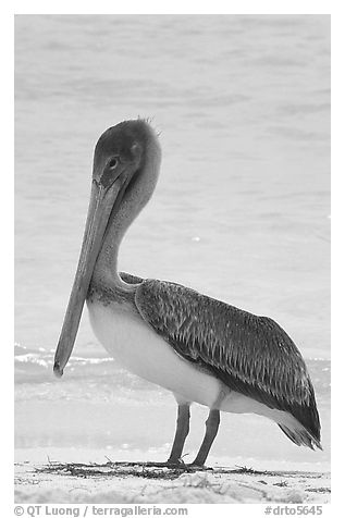 Pelican, Garden Key. Dry Tortugas National Park, Florida, USA.