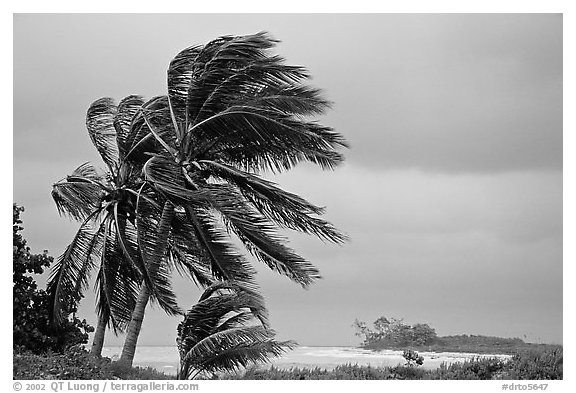 Palm trees windblown on a stormy day. Dry Tortugas National Park, Florida, USA.