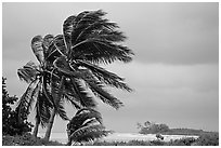 Palm trees windblown on a stormy day. Dry Tortugas National Park, Florida, USA. (black and white)