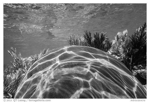 Large brain coral, Little Africa reef. Dry Tortugas National Park, Florida, USA.