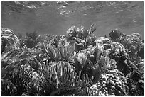 Variety of colorful corals, Little Africa reef. Dry Tortugas National Park, Florida, USA. (black and white)