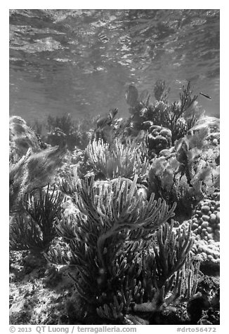 Dense colorful corals, Little Africa reef. Dry Tortugas National Park, Florida, USA.