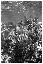 Dense colorful corals, Little Africa reef. Dry Tortugas National Park, Florida, USA. (black and white)