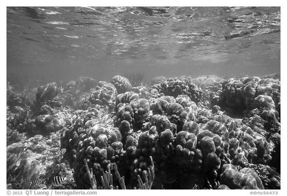 Coral reef, Little Africa, Loggerhead Key. Dry Tortugas National Park, Florida, USA.