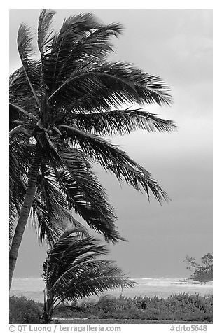 Wind in Palm trees. Dry Tortugas National Park, Florida, USA.