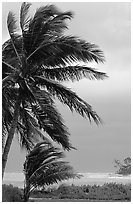 Wind in Palm trees. Dry Tortugas National Park, Florida, USA. (black and white)