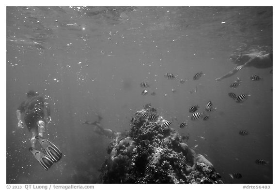 Snorklers, fish, and coral. Dry Tortugas National Park, Florida, USA.