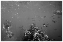 Snorklers, fish, and coral. Dry Tortugas National Park, Florida, USA. (black and white)