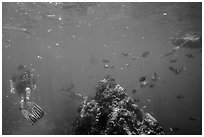 Snorklers, fish, and coral. Dry Tortugas National Park ( black and white)