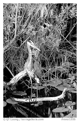 Great Blue Heron. Everglades National Park (black and white)