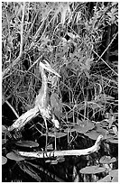 Great Blue Heron. Everglades National Park, Florida, USA. (black and white)