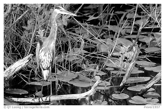 Great Blue Heron. Everglades National Park (black and white)