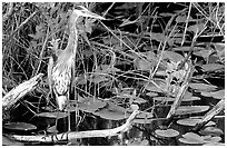 Great Blue Heron. Everglades National Park, Florida, USA. (black and white)