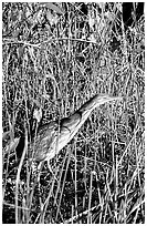 American Bittern. Everglades National Park, Florida, USA. (black and white)