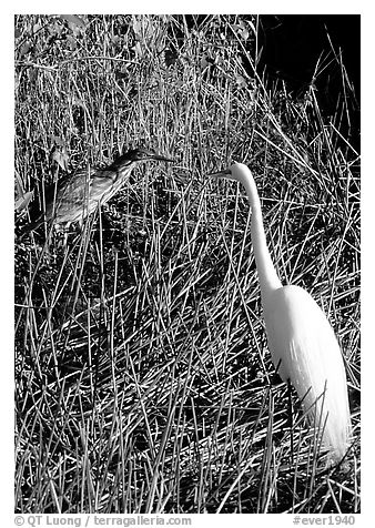 American Bittern and Great White Heron. Everglades National Park, Florida, USA.