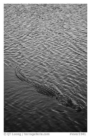 Alligator swimming. Everglades National Park (black and white)