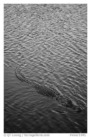 Alligator swimming. Everglades National Park, Florida, USA.