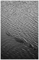Alligator swimming. Everglades National Park, Florida, USA. (black and white)