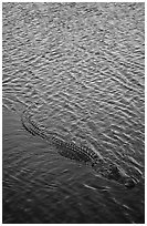 Alligator swimming. Everglades National Park ( black and white)