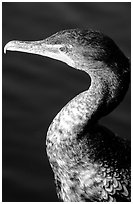 Cormorant. Everglades National Park, Florida, USA. (black and white)