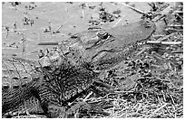 Alligator raising head. Everglades National Park, Florida, USA. (black and white)