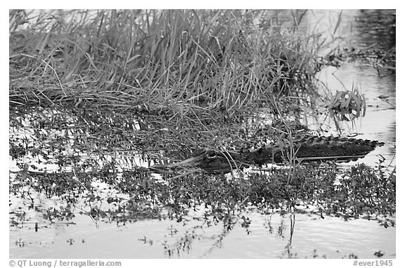 American Alligator in marsh. Everglades National Park, Florida, USA.