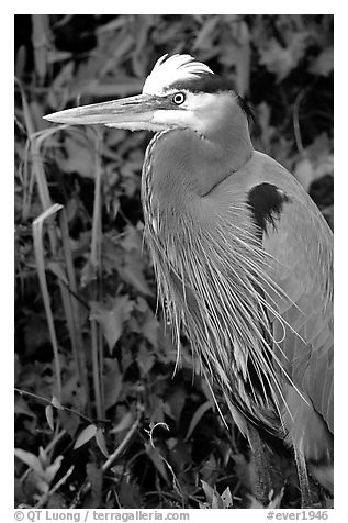 Blue heron. Everglades National Park (black and white)