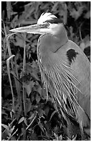 Blue heron. Everglades National Park, Florida, USA. (black and white)