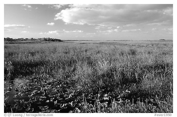 Marsh near Ahinga trail, late afternoon. Everglades National Park (black and white)