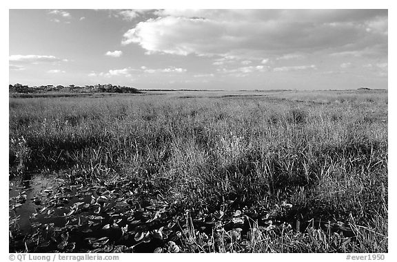 Marsh near Ahinga trail, late afternoon. Everglades National Park, Florida, USA.