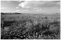 Marsh near Ahinga trail, late afternoon. Everglades National Park, Florida, USA. (black and white)