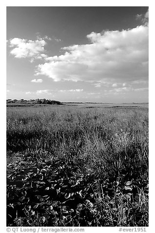 Freshwater marsh with aquatic plants and sawgrass near Ahinga trail, late afternoon. Everglades National Park (black and white)