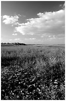 Freshwater marsh with aquatic plants and sawgrass near Ahinga trail, late afternoon. Everglades National Park ( black and white)