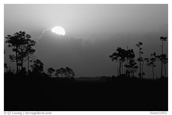 Sun emerging from behind cloud and  pine group. Everglades National Park (black and white)