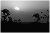 Sun emerging from behind cloud and  pine group. Everglades National Park, Florida, USA. (black and white)