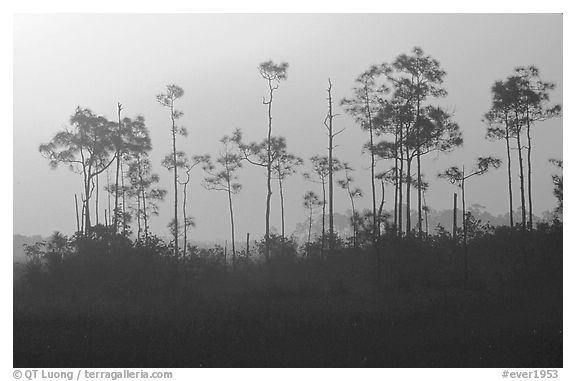 Foggy sunrise with pines. Everglades National Park (black and white)