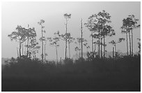 Foggy sunrise with pines. Everglades National Park, Florida, USA. (black and white)