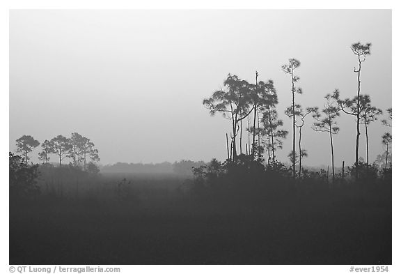 Slash pines in fog near Mahogany Hammock, sunrise. Everglades National Park, Florida, USA.